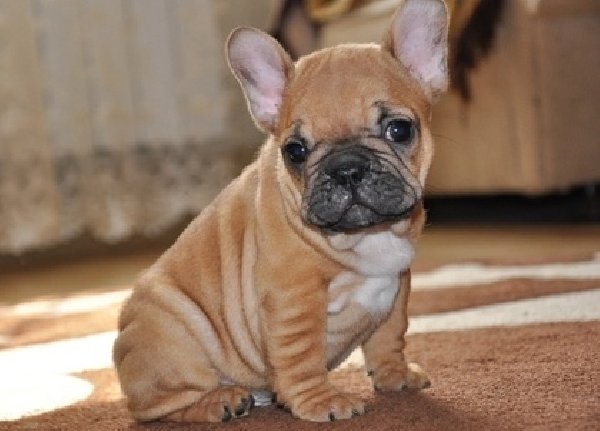 Adorable French bulldog puppies available 