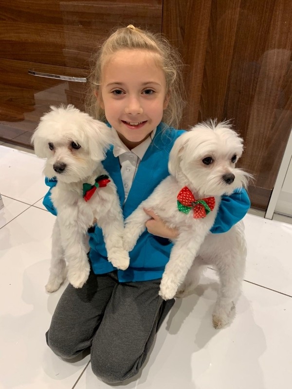 Gorgeous KC Champion Maltese Puppies available for