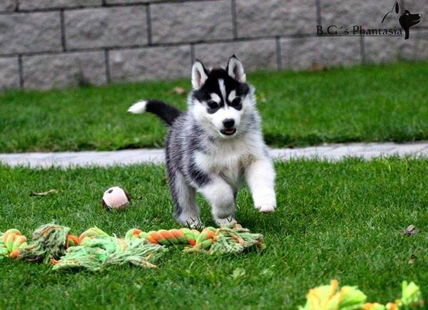  Siberian Husky puppies 5014929878